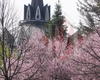 Iașul, plin de culoare! Galerie foto impresionantă cu magnoliile înflorite din municipiu