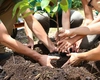 Vrei să plantezi un copac în acest weekend? Direcția Silvică Iași organizează mai multe evenimente pentru iubitorii de natură