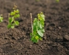 Plantarea viței de vie din corzi toamna – Ce trebuie să știi pentru o cultură de succes