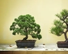 Cum poți planta și îngriji un bonsai natural? Iată cum îl alegi pe cel perfect pentru tine și ce mai trebuie să știi