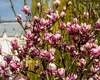 Prognoza meteo pentru următoarele săptămâni. Temperaturile înregistrate la Iași vor crește treptat