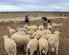 România, blocată la export de ovine și caprine vii către UE până pe 30 septembrie 2025, în timp ce importurile curg nestingherit