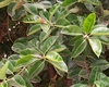 Ficus elastica, planta decorativă ideală pentru apartament. Iată cum trebuie îngrijită