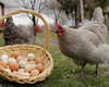 Ouăle provenite de la găinile crescute în curte pot ascunde riscuri pentru sănătate. Avertismentul Institutului Național de Sănătate Publică