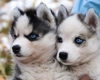 Vrei să îți iei un pui de Husky Siberian? Iată tot ce trebuie să știi despre personalitatea și îngrijirea sa