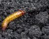 Insecticid pentru viermele sârmă la ceapă. Care sunt cele mai eficiente soluții pentru a-ți proteja cultura