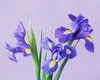 Flori de iris, o opţiune elegantă pentru grădina ta. Iată care este ghidul complet pentru a le îngriji