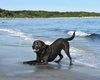 Labrador negru, prietenul preferat al oricărei familii. Iată care sunt caracteristicile acestuia