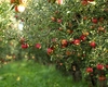 Bani pentru cooperativele agricole. Fermierii din Iași vor să crească producția și să vândă produsele în magazinele din țară