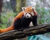 Panda roșu, pe cale de dispariție. Iată care sunt trăsăturile specifice acestei specii