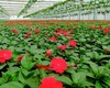 Peste 200.000 de flori vor înfrumuseța orașul Iași de sărbătorile pascale din acest an. Iată plantele care vor înflori în aceste zile