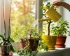 Care este planta magică a prosperității. Ține-o în baie și pregătește-te pentru succes!