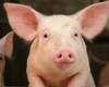 Ce sunt porcii din specii Landrace? Este aceasta o alternativă mai sănătoasă decât carnea de porc „normală”?