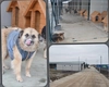 Salubris caută medici veterinari care să îngrijească animalele de la padocul din Tomești