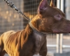 Românii cu animale de companie nu vor mai putea ieși cu ele pe stradă! O nouă regulă este impusă prin lege