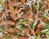 Salată chinezească – Rețetă cu un gust deosebit și foarte sănătoasă, ce îți aduce multiple beneficii