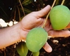 Iată cum poți planta un sâmbure de mango, astfel încât să ai parte de acest fruct chiar la tine acasă