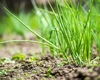 Cu ce se stropește ceapa verde? Iată cum poți avea o recoltă sănătoasă și bogată!