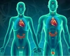 Pachet analize glanda tiroidă preț. Iată tot ce trebuie să știi pentru sănătatea ta