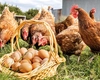 Care sunt cele mai bune rase de găini ouătoare? Iată cum poți crește producția de ouă cu hrana corectă!