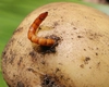 Cum să scapi de viermele de sârmă o dată pentru totdeauna. Iată ce metode naturale poți folosi!