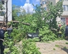 Intervenție pentru degajarea unui arbore căzut peste două autoturisme, în municipiul Iași