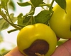 De ce este important calciul pentru roșii și ardei? Iată ce face acest nutrient esențial pentru recoltă