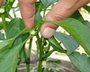 Copilirea ardeilor – În ce constă și de ce este esențială?