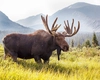 Elanul revine în România! Proiect-mamut de conservare și educație ecologică în Ținutul Zimbrului