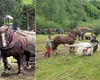 Filmul tragediei de la Sângeorz-Băi! Falko, calul campion, a murit după ce a câștigat concursul de tras bușteni