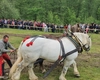 Falko, calul de mii de euro, a murit pe terenul de concurs. Ancheta scoate la iveală detalii șocante
