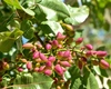 Planta de fistic – Cum o poți cultiva cu succes în România?