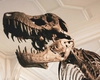 Tumoarea unui dinozaur descoperit în România ar putea schimba tratamentele împotriva cancerului! O descoperire revoluționară a cercetătorilor britanici