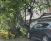 Crengi rupte de furtună pe strada Vitejilor! Mașini avariate în Iași