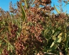 Iarba de Sudan: întrebuințări și riscuri. Iată cum este de ajutor în agricultură
