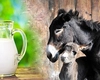 Pastile din lapte de măgăriță. Ce păreri au utilizatorii despre acest supliment natural