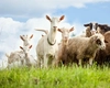 România, lider regional în creșterea de ovine și caprine: fermierii români urcă țara pe locul doi în UE