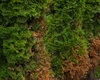 Sarea amară pentru tuia – Secretul unui gard viu verde și sănătos