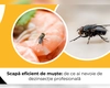 Scapă eficient de muște: de ce ai nevoie de dezinsecție profesională
