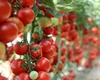 Legume noi în programul Tomata, eligibile la ajutorul de 1.500 de euro! Ce trebuie să facă producătorii din Iași pentru a primi banii?
