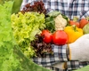 Bani pentru investiții în sectorul legume și cartofi. Ce condiții trebuie să îndeplinească fermierii din Iași