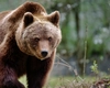 Alertă în Neamț: Urs semnalat în comuna Fărcașa. Locuitorii au primit mesaj Ro-Alert