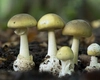 Cum recunoști bureții de prun otrăvitori? Iată cum deosebim ciupercile toxice de cele comestibile!