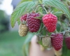 Cum să cultivi zmeura Polka în grădina ta. Tot ce trebuie să știi despre acest soi productiv!