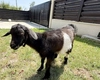 Tică, iedul care a supraviețuit miraculos la Facultatea de Medicină Veterinară din cadrul USV Iași, își petrece vacanța de vară în Bucovina: „Are ca prieteni șase căluți din rasa Shagya Arab”