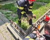 Misiune de salvare – Câine blocat în compartimentul motor al unui autoturism în orașul Târgu Frumos
