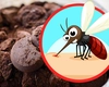 Mirosuri care alungă țânțarii, cele mai eficiente soluții naturale! Află ce să folosești în casă!