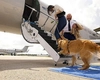 Animalele de companie pot călători în cabina avionului, fără restricții de dimensiune sau greutate