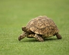 Vrei să adopți o broască țestoasă de apă? Iată tot ce trebuie să știi despre acest animal acvatic fascinant