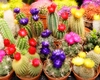 Floare de cactus. O bijuterie exotică în ghiveciul tău